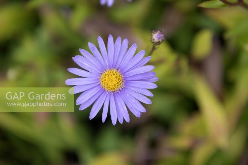 Aster Spectablis, showy aster