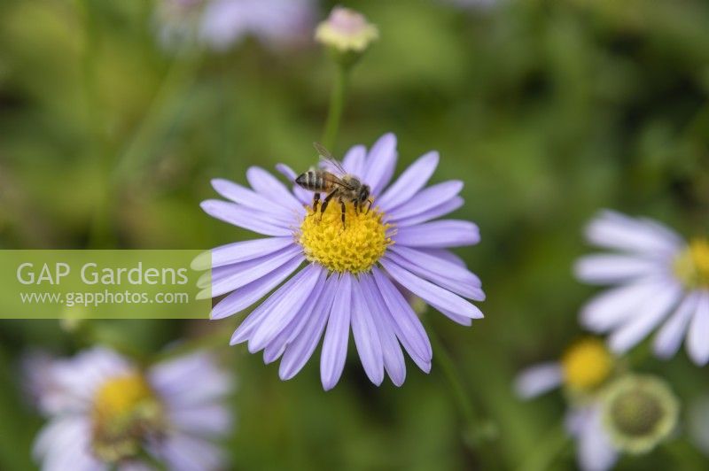 Aster Spectablis, showy aster
Bee pollinating