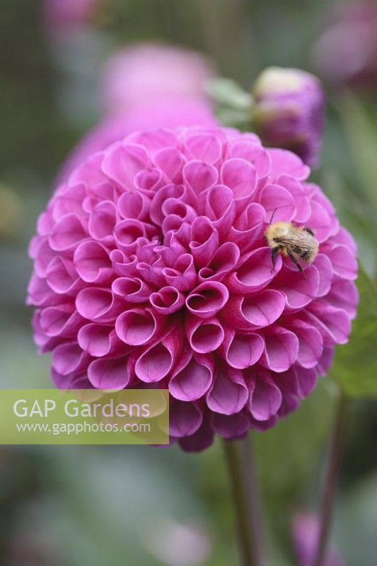 Bee on Dahlia 'Addison June'