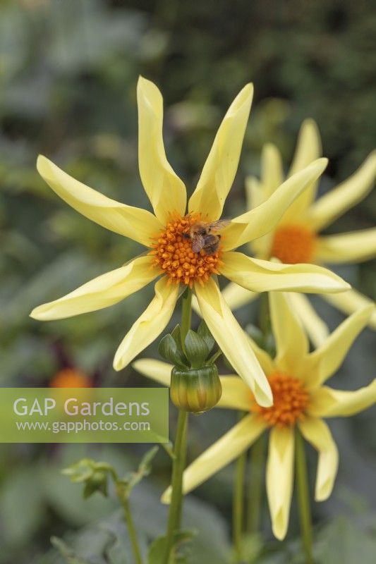 Bee on Dahlia 'Honka Yellow'