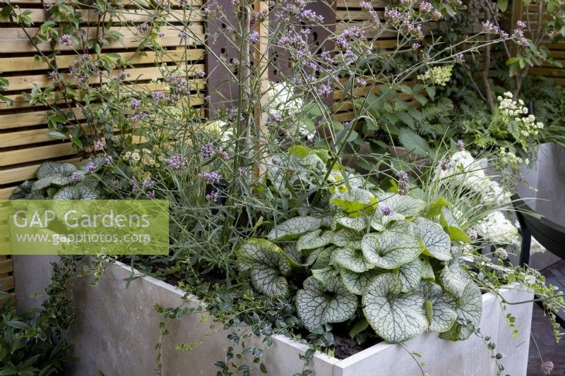 Raised bed with perennials such as Verbena bonariensis and Brunnera 'Alexandra's Great'