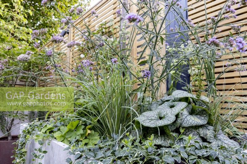 Verbena bonariensis, Brunnera 'Alexandra's Great' and other perennials in a stone raised bed, set against a contemporary wooden fence.