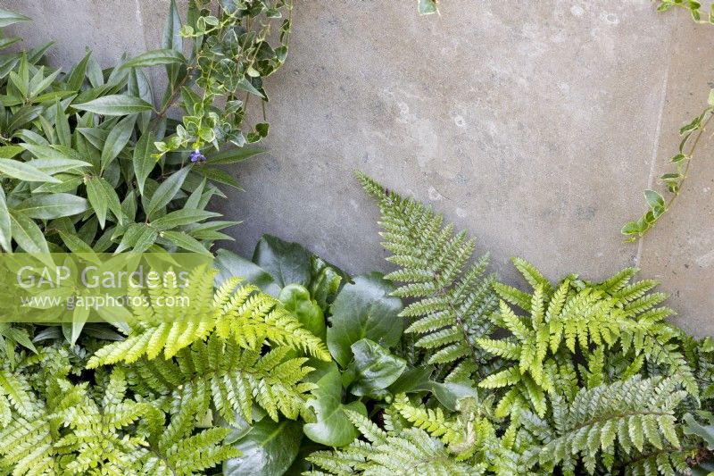 Bed at the base of a stone raised bed containing green foliage plants such as ferns - Polystichum setiferum herrenhausen