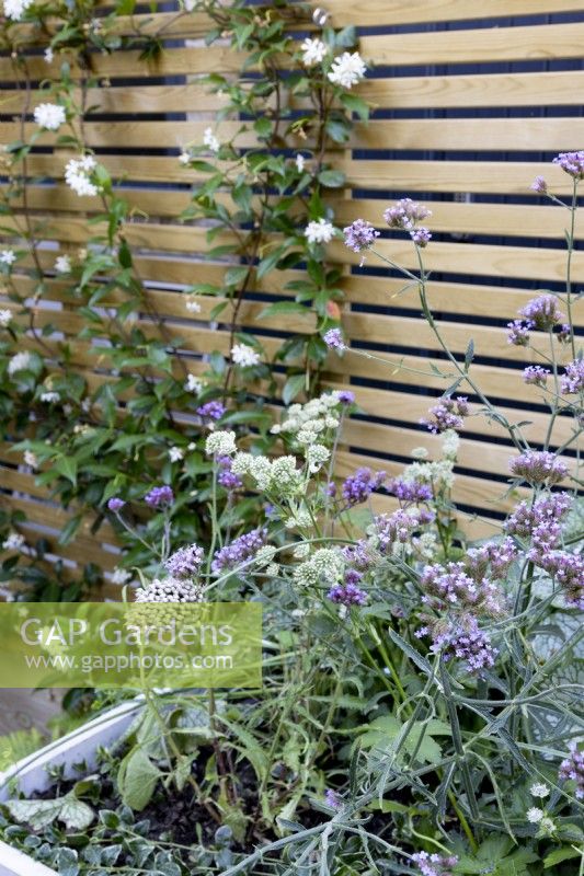 Corner of a raised bed planted with Verbena bonariensis and Astrantia. In the background, a contemporary wood boundary fence supports Trachelospermum jasminoides