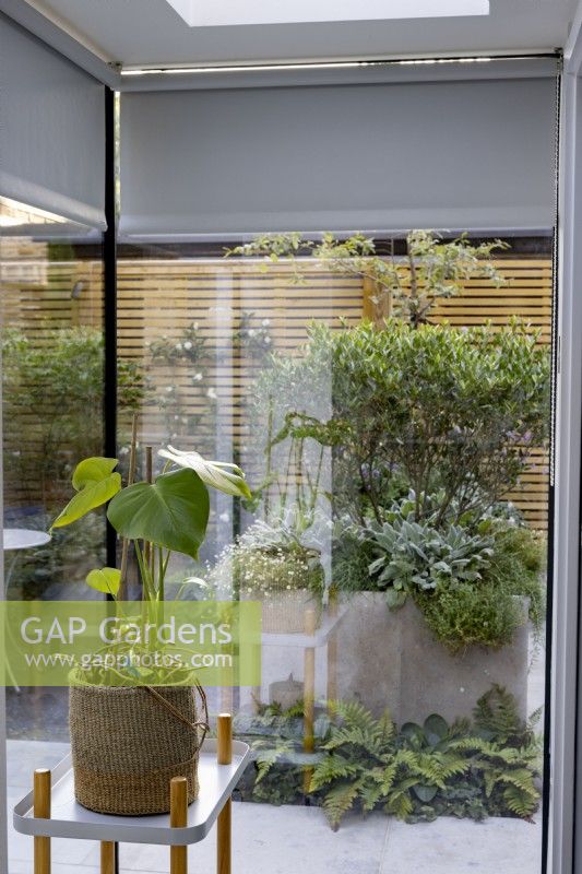 Corner of kitchen with floor-to-ceiling windows looking out towards beds of foliage plants in a modern garden. Foliage houseplant in foreground.