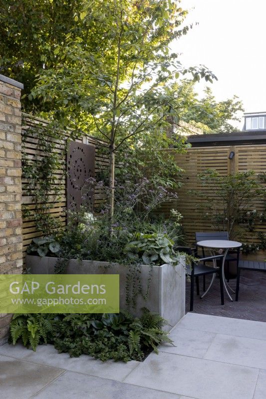 Courtyard garden with seating area screened by a raised bed, filled with tree and underplanting of perennials, and contemporary wood boundary fence. In the foreground, a small bed of green foliage perennials softens the paving.