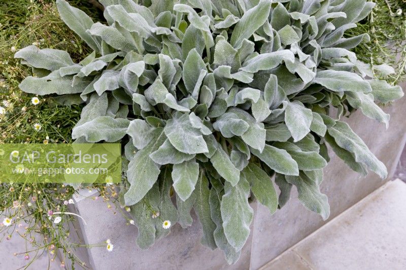 Stachys Silver Carpet at edge of a stone raised bed
