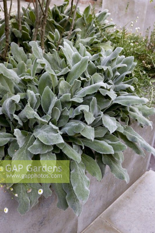 Stachys Silver Carpet at edge of a stone raised bed
