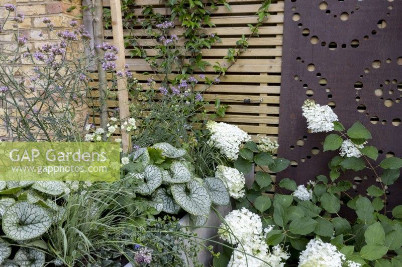 Raised bed of Brunnera 'Alexandra's Great', Verbena bonariensis and other perennials, next to contemporary wood boundary fence with metal screen and a white-flowered hydrangea