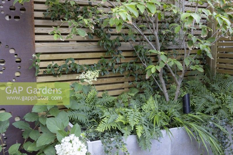 Corner of a contemporary garden with a raised bed containing a tree underplanting with ferns, against a wood boundary fence.