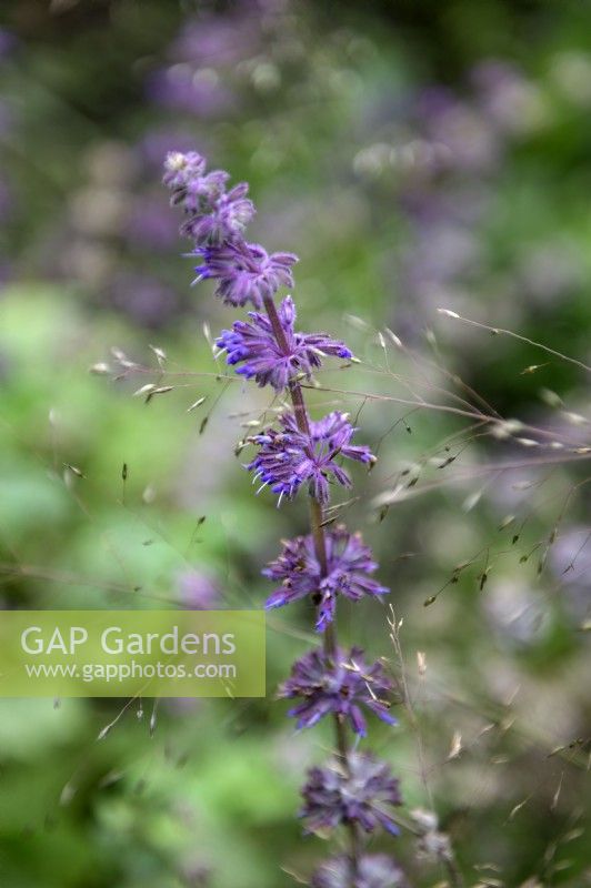 Salvia verticillata 'Purple Rain' 