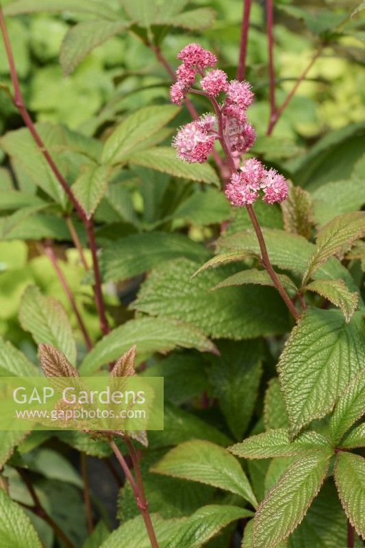 Rodgersia 'Irish Bronze' - pink flowers age to white