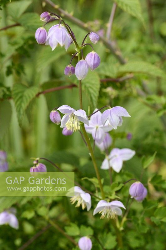 Thalictrum delavayi var. acuminatum 'Lilac White'