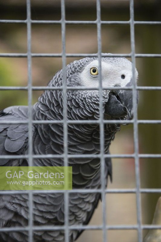 William the African Grey Parrot in the Aviary in the Upper Courtyard. August. 