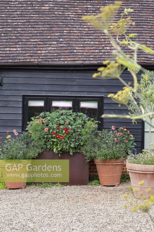 Large rusty metal trough and large terracotta pots outside window of black barn. Plants include:- Dahlia 'Totally Tangerine'; D. 'PoppyScotland'; Salvia 'Nachtulinder'; S. 'Amstrad';