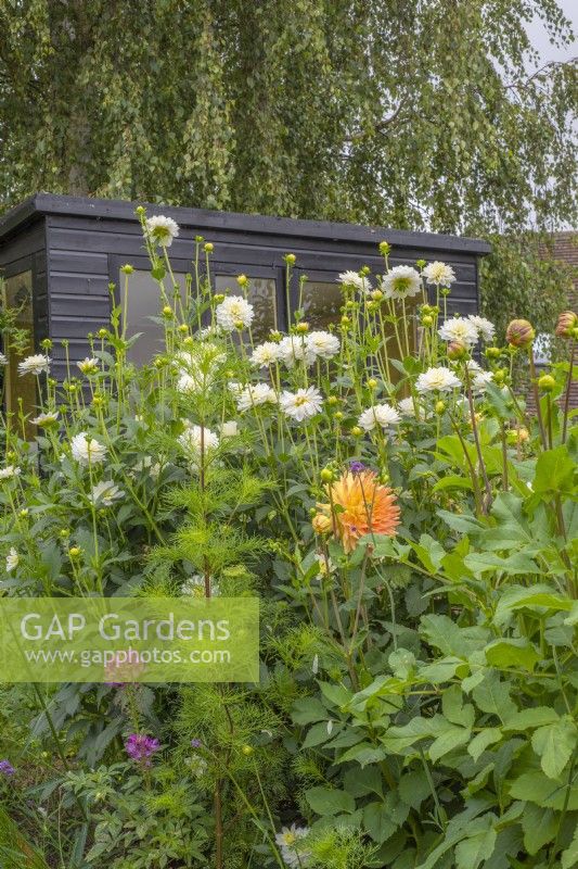 Border of Dahlias and annuals in front of black summerhouse