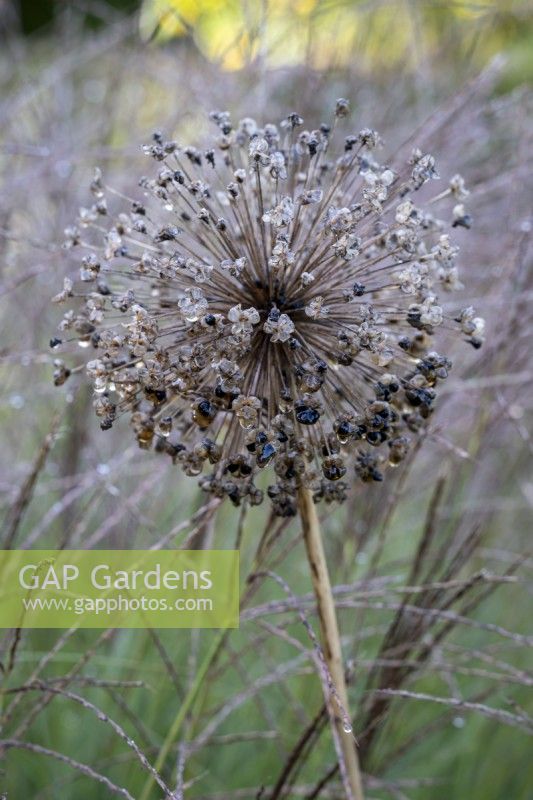Allium seed heads in autumnal border with Miscanthus grass behind