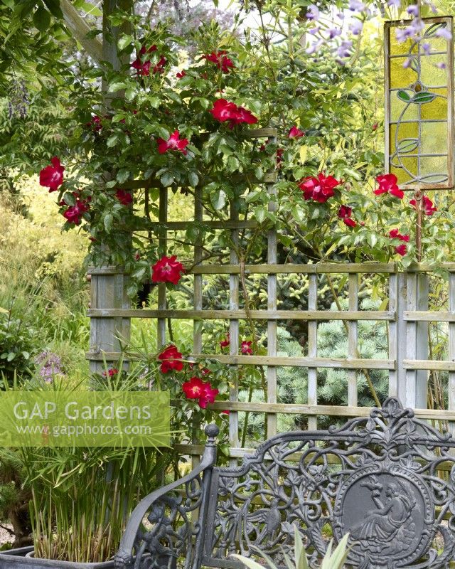 Rosa 'Dortmund' growing on a wooden trellis incorporating a stained glass panel above a grey metal bench
