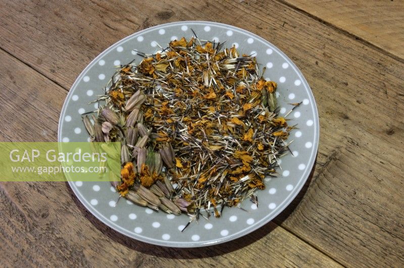 Tagetes patula 'Nana petite Marietta' marigold seeds left to dry on a plate on a windowsill. 