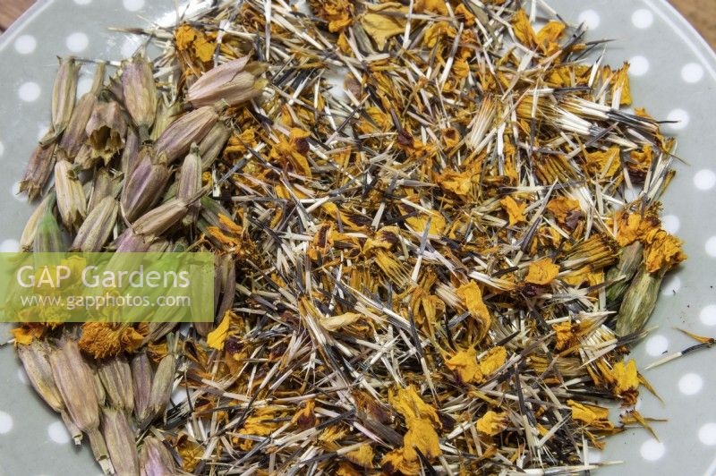 Tagetes patula 'Nana petite Marietta' marigold seeds left to dry on a windowsill. 