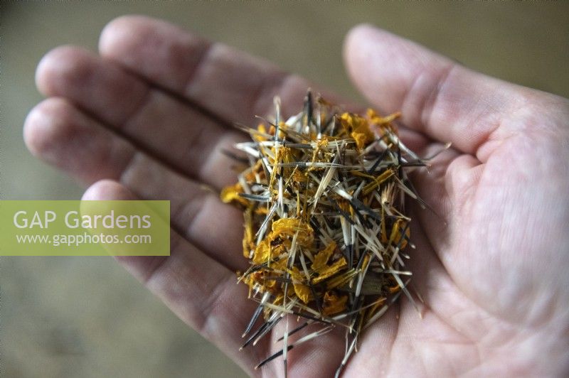 Tagetes patula 'Nana petite Marietta' marigold seeds left to dry cupped in a hand