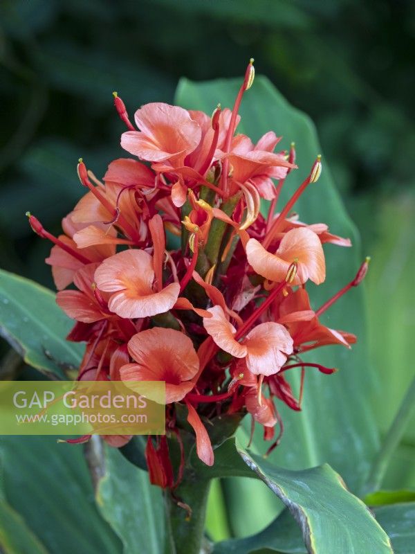 Hedychium deceptum Red Hardy Ginger Lily  September Autumn