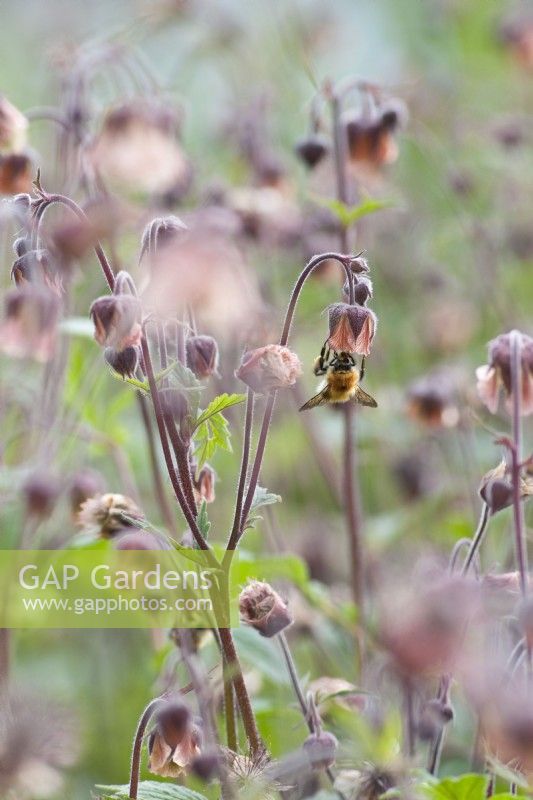 Common carder bee - Bombus pascuorum on a Geum rivale - water avens flower