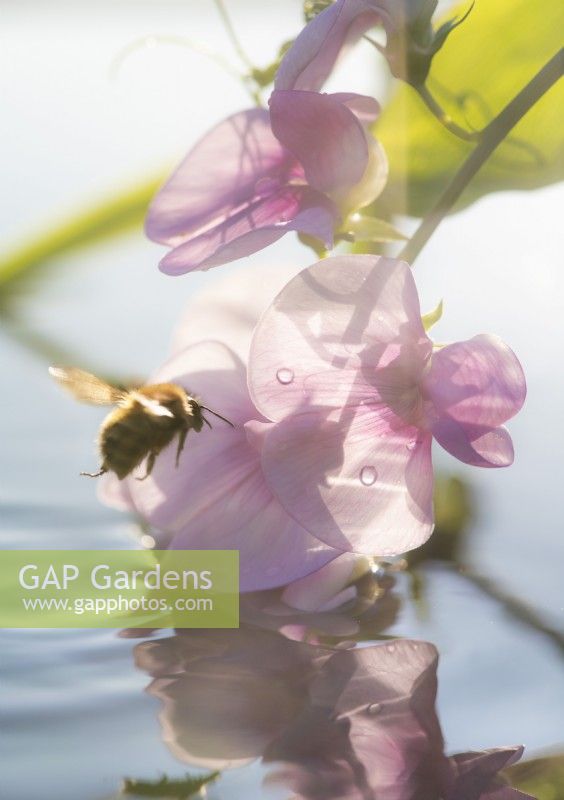 Common carder bee - Bombus pascuorum and Lathyrus latifolius - Perennial sweet pea flowers reflected in water