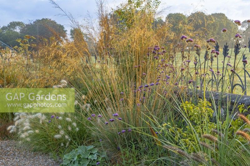 View of mixed ornamental grasses flowering in a narrow border in an informal country cottage garden in Autumn - September