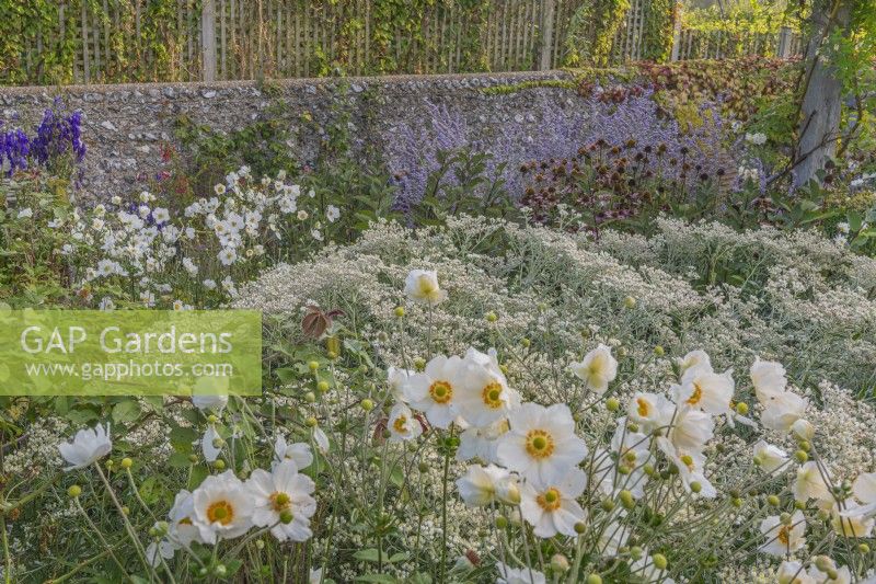 Anemone x hybrida 'Honorine Jobert' flowering with Anaphalis margaritacea and other perennials in a mixed border in an informal country cottage garden in Autumn - September