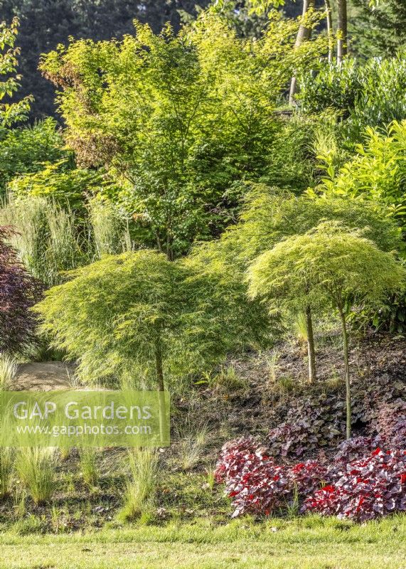 Garden design with ornamental grasses and deciduous trees, autumn September