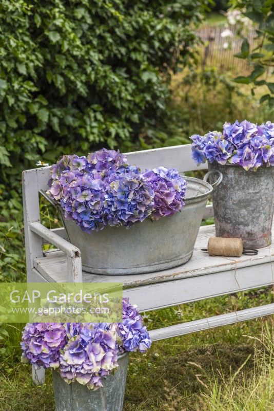 Blue purple Hydrangeas displayed in metal buckets on painted wooden bench with string and secateurs
