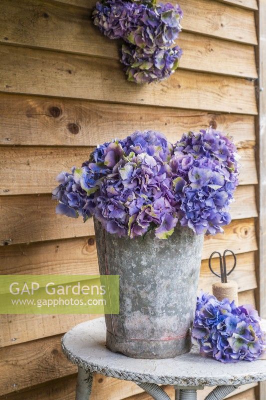 Blue purple Hydrangeas displayed in metal bucket on painted table  with secateurs and string against a wooden background with bunch of hanging Hydrangeas