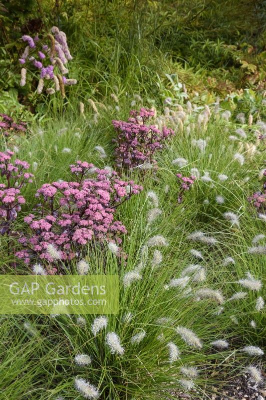 August border of grasses and herbaceous perennials including Pennisetum 'Piglet' and sedums.