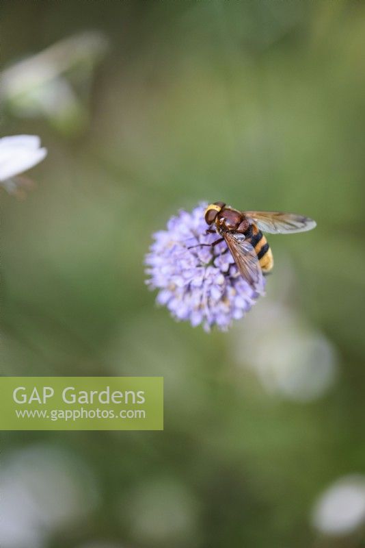 Hornet mimic hoverfly, Volucella zonaria, in August