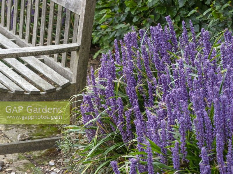 Liriope muscari Lily turf and seat  Autumn  September