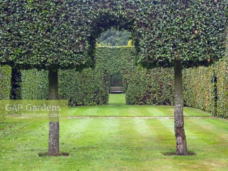 Carpinus hornbeam hedges at Green Court garden East Ruston Old Vicarage, Norfolk 
