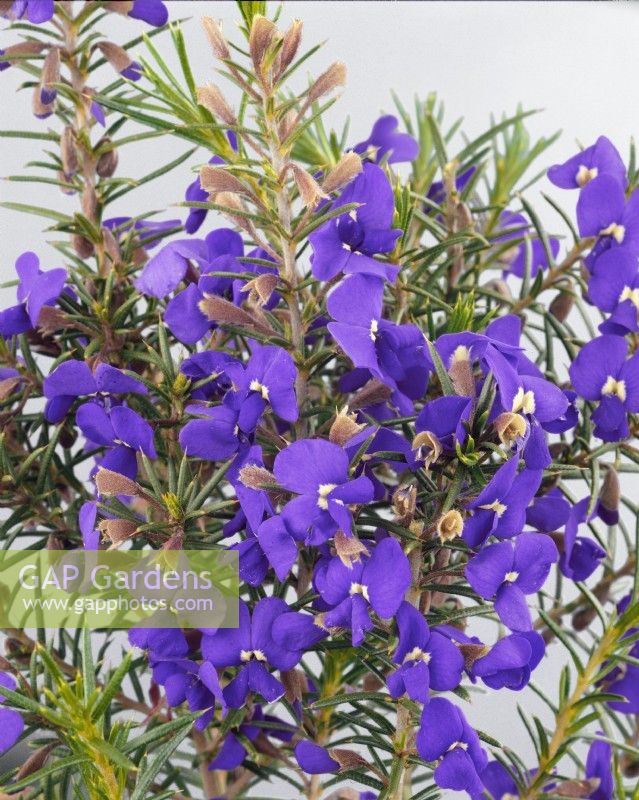 Hovea pungens, spring May