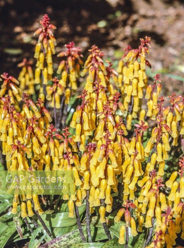 Lachenalia aloides Golden Giants, spring March