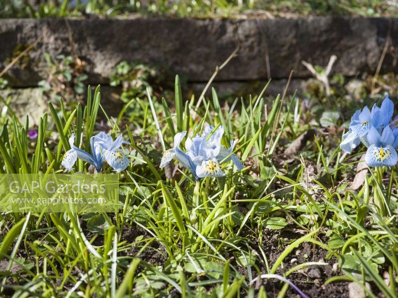 Iris reticulata Katharine Hodgkin, spring March