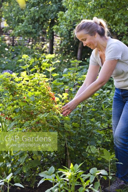 A woman picks up fallen redcurrant branches and ties them to a support.