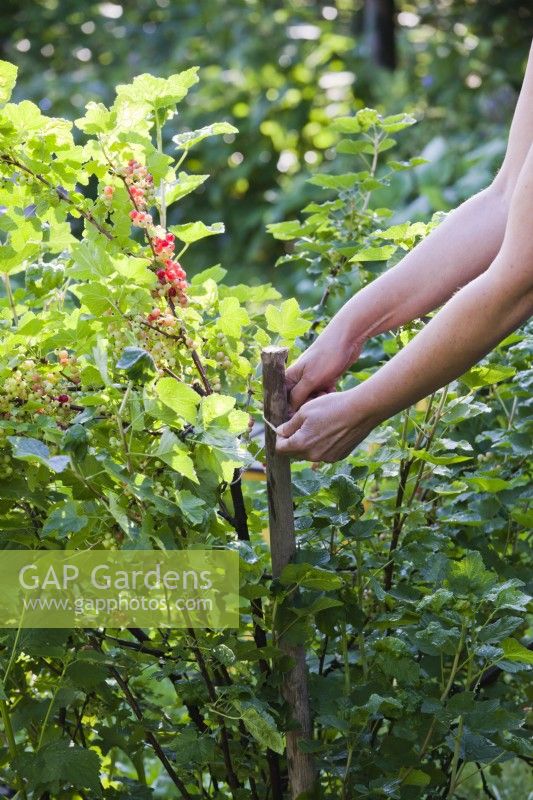 Woman placing cane support to red currant bush.