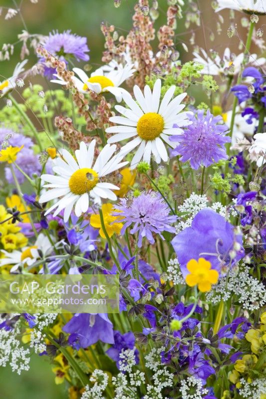 Bouquet of wildflowers containing daisies, field scabies, campanula, buttercups, common sorrel, meadow clary, hogweed and Quaking grass.
