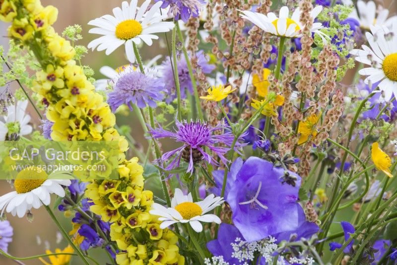 Bunch of wildflowers containing daisies, campanula, verbascum, field scabies,,sorrel, buttercups and and knapweed.