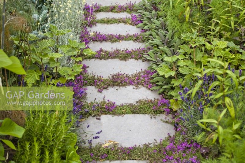 Stepping stones path with Thyme in cracks between leading through mixed herb borders.