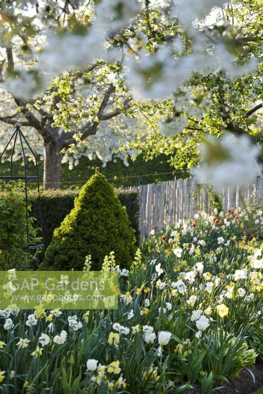 Yellow - white themed spring border with tulips, daffodils and Fritillaria persica under crabapple in blooms.