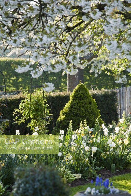 White - yellow themed border with daffodils, Fritillaria persica and tulips.