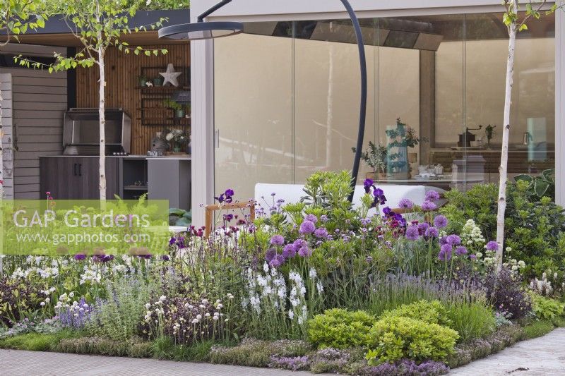 Late spring purple - white themed border in contemporary garden including Allium, lavender, thyme, catmint, Salvia caradonna, Verbena bonariensis, Irises, Agapanthus and birch trees.