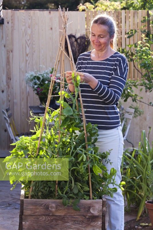 Woman making bamboo cane support for sweet peas - Lathyrus latifolius, growing in container.