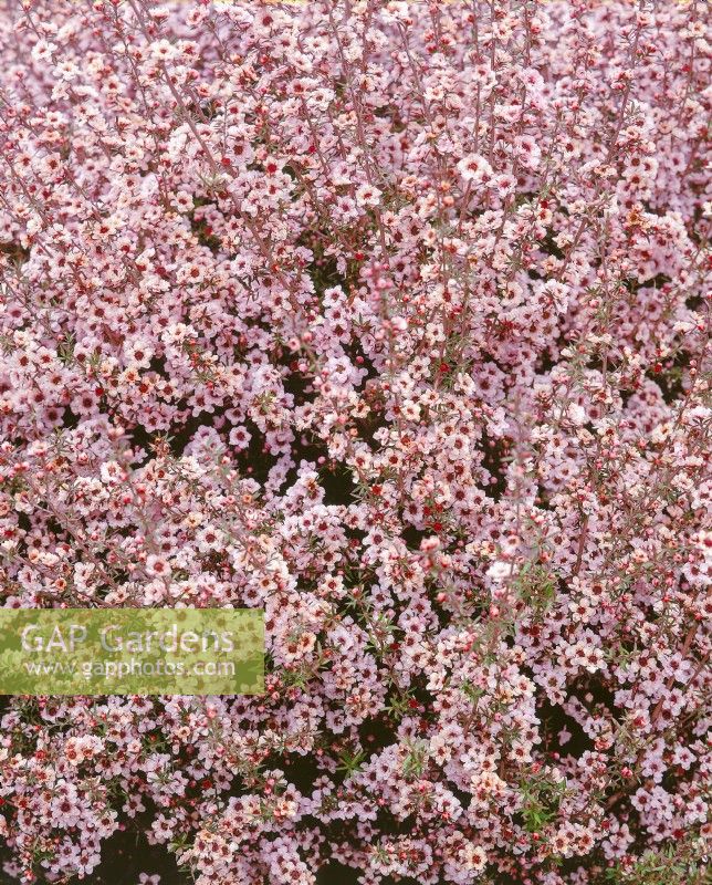 Leptospermum scoparium Apple Blossom, spring April